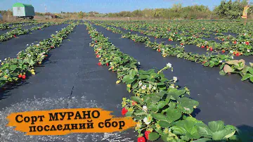 Клубника Мурано | Последний сбор ягоды