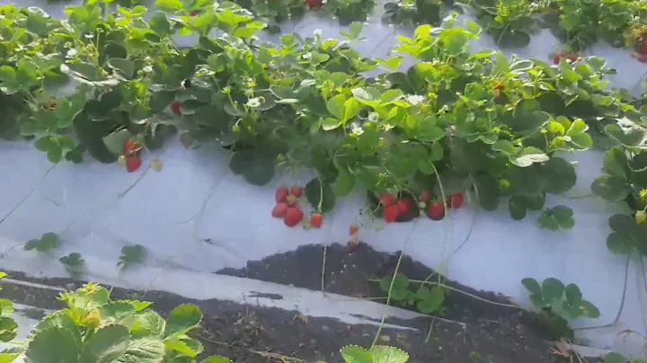 сорт Мурано на белой и на черной пленке